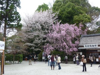 上賀茂神社：御幸桜とみあれ桜